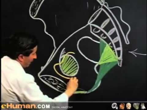 Anatomy of Pelvis|video lecture |part 1