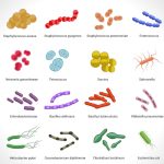 Most Common Organism in different Clinical Diseases