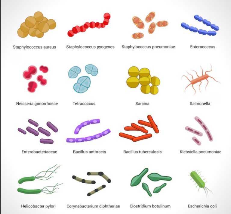 Most Common Organism in different Clinical Diseases