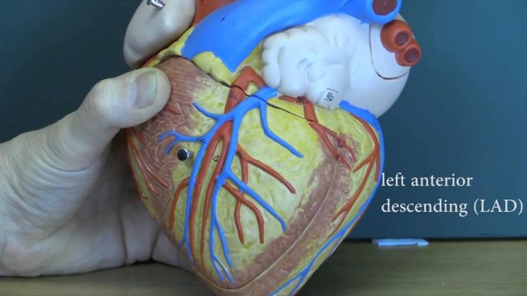 blood vascular system 124 medical videos L N2WHy3JgY