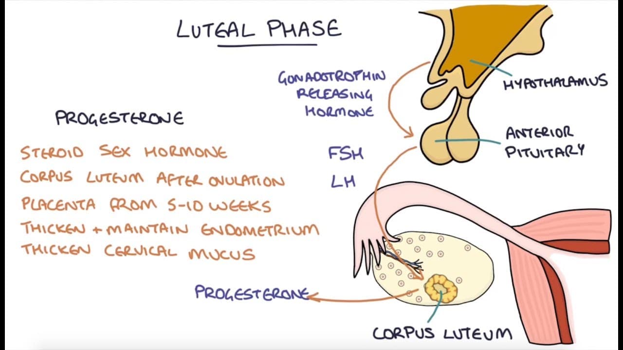 Mastering Menstrual Cycle |usmle video