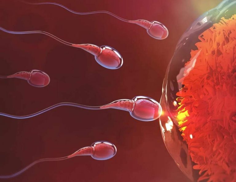 🛑Sperm : my mentor and guide🛑