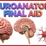 Neuroanatomy Final AidNeuroanatomy 1|Usmle Step 1 Review video